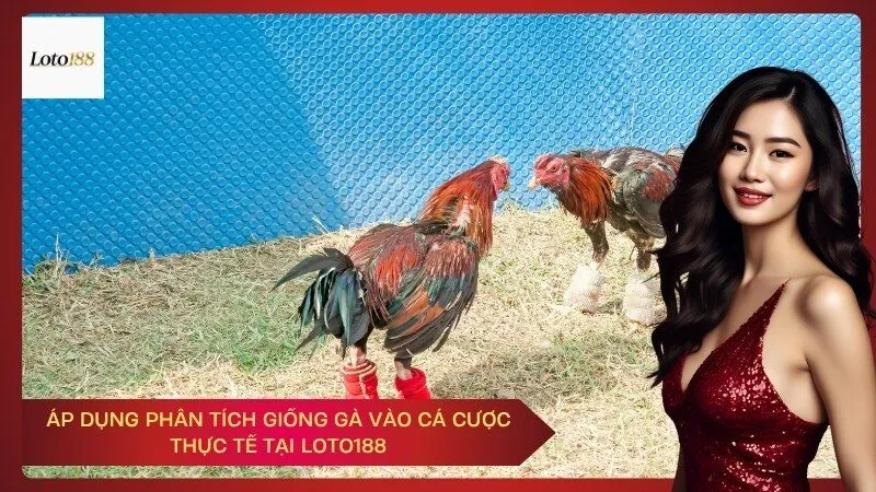 Áp Dụng Phân Tích Giống Gà Vào Cá Cược Thực Tế tại loto188