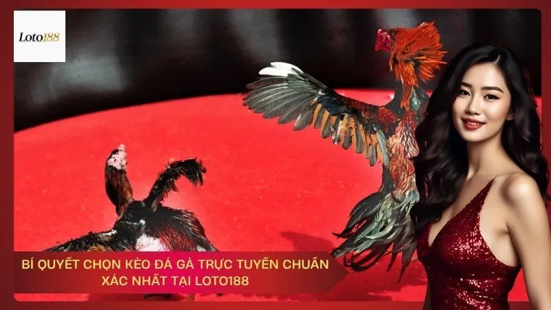 Bí quyết chọn kèo đá gà trực tuyến chuẩn xác nhất tại Loto188