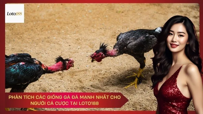 Phân tích các giống gà đá mạnh nhất cho người cá cược tại Loto188